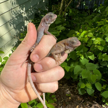 Purple Translucent Iguana Babies (Iguana iguana)