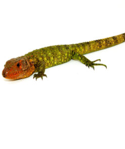 DSC 0104 1024x 247x296