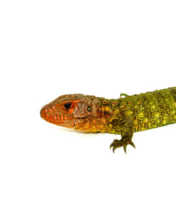 DSC 0107 1024x 247x296