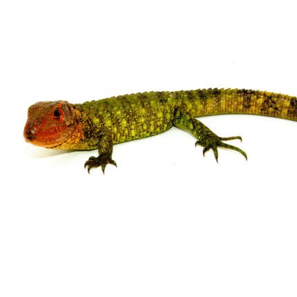 Caiman Lizard Babies (Dracaena guianensis)