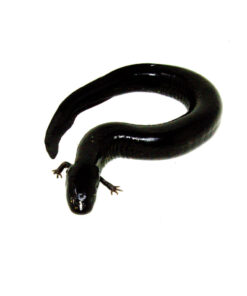 DSC 0115 1024x 247x296