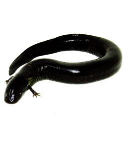 Greater Siren (Siren lacertina)