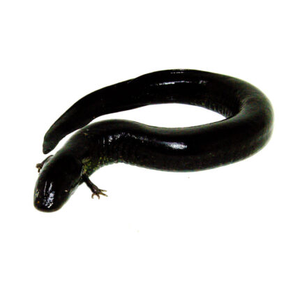 Greater Siren (Siren lacertina)