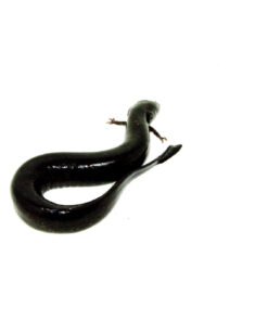 DSC 0117 1024x 247x296