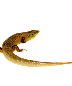 DSC 0128 1024x 1 247x296