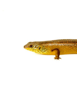 Giant Land Mullet Skink (Egernia major)