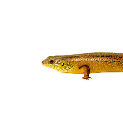 Giant Land Mullet Skink (Egernia major)