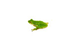Green Tree Frog (Hyla cinerea) DSC 0149 1024x 150x102