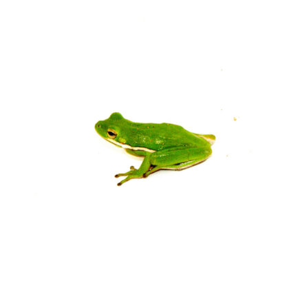 Green Tree Frog (Hyla cinerea)