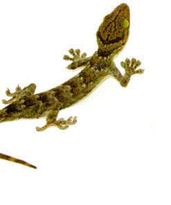 Green Eyed Gecko (Gekko smithii)