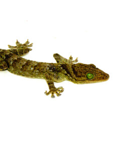 DSC 0160 1024x 247x296