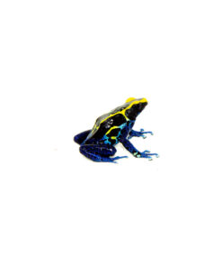 Cobalt Poison Dart Frogs (Dendrobates tinctorius)