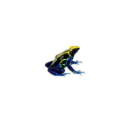 Cobalt Poison Dart Frogs (Dendrobates tinctorius)