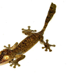 DSC 0169 1024x 247x296