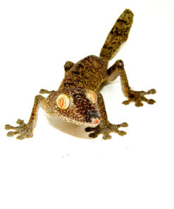 DSC 0172 1024x 247x296