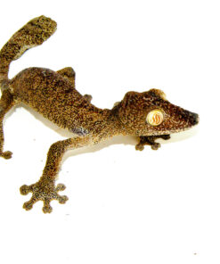 Giant Leaf Tailed Gecko (Uroplatus fimbriatus)
