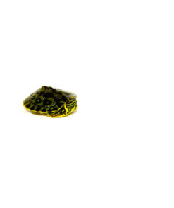 Baby Yellow Bellied Slider Turtle (Trachemys scripta)