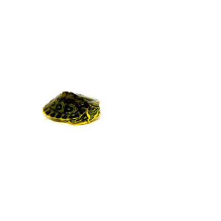 Baby Yellow Bellied Slider Turtle (Trachemys scripta)