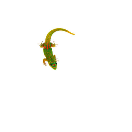 Gold Dust Day Gecko (Phelsuma laticauda)