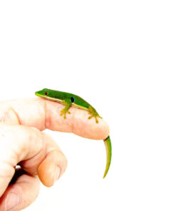 DSC 0234 1024x 247x296