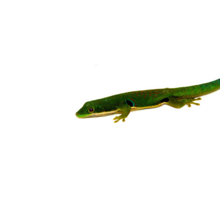 Peacock Day Gecko (Phelsuma quadriocellata)