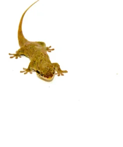 fish scaled gecko (geckolepsis maculata) | fish scaled geckos for sale