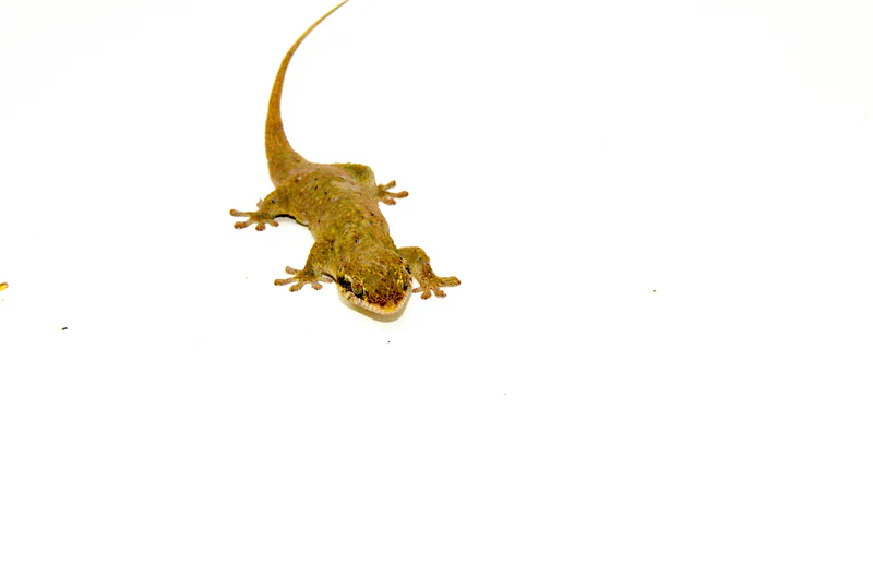 fish scaled gecko (geckolepsis maculata) | fish scaled geckos for sale fish scaled gecko (geckolepsis maculata) | fish scaled geckos for sale