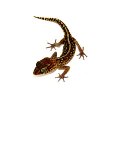 DSC 0260 1024x 247x296