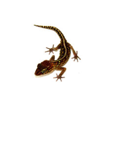 DSC 0261 1024x 247x296