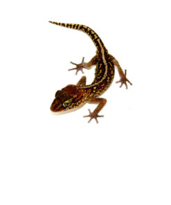 Pictus Ground Gecko (Paroedura pictus)