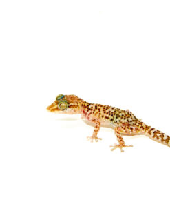 Bastard's Ground Gecko (Paroedura bastardi)
