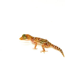 DSC 0265 1024x 247x296