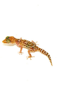 DSC 0266 1024x 247x296