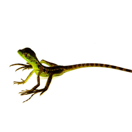 Green Basilisk Babies (Basiliscus plumifrons)