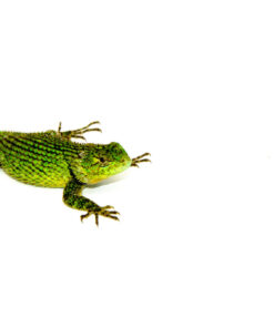 DSC 0284 1024x 247x296