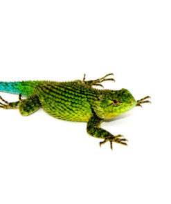 DSC 0286 1024x 247x296