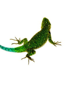 Emerald Swift (Sceloporus malachiticus)