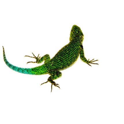 Emerald Swift (Sceloporus malachiticus)