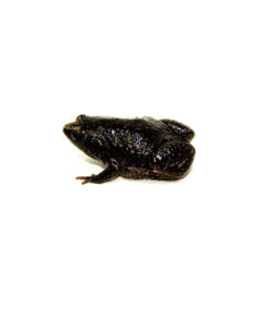 Eastern Narrowmouth Toads (Gastrophryne carolinensis)
