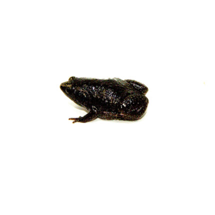 Eastern Narrowmouth Toads (Gastrophryne carolinensis)