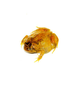 Burmese squat frog (Calluella guttulatus)