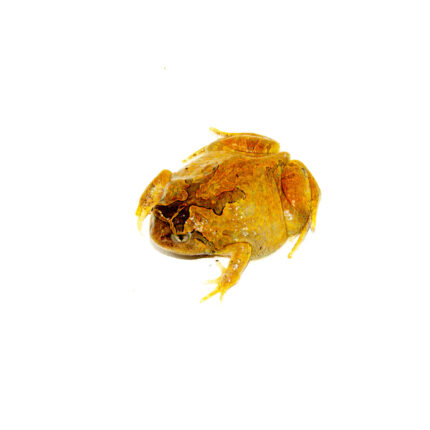 Burmese squat frog (Calluella guttulatus)