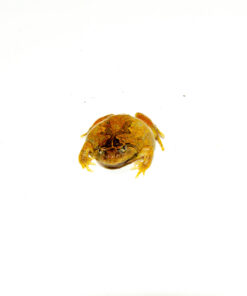 DSC_0310_1024x DSC 0310 1024x 247x296