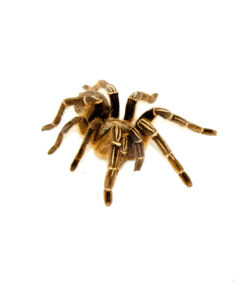 DSC 0313 1024x 247x296