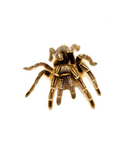 Striped Knee Tarantulas (Aphonopelma seemanni)