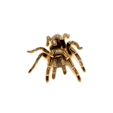 Striped Knee Tarantulas (Aphonopelma seemanni)