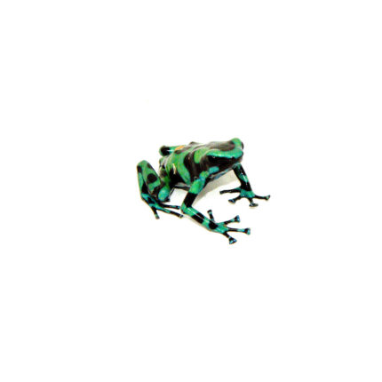 Green And Black Poison Dart Frogs (Dendrobates auratus)