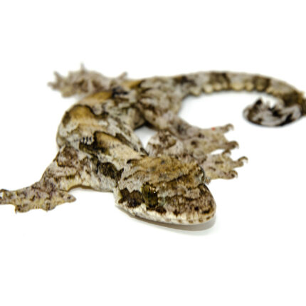 DSC 6309 1024x 430x430