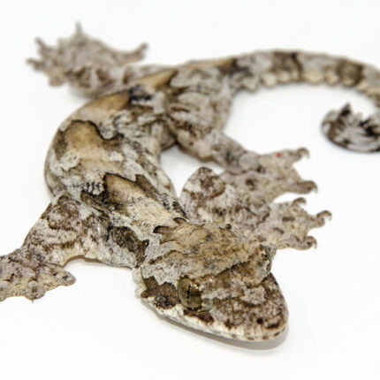 Flying Gecko (Ptychozoon kuhli)