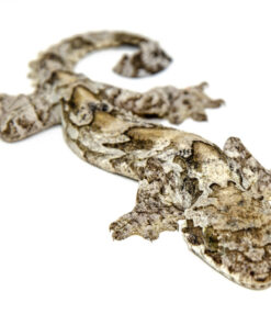 DSC 6311 1024x 247x296